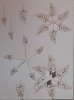 RT-Diorama 35618 Fern No.1 1/35